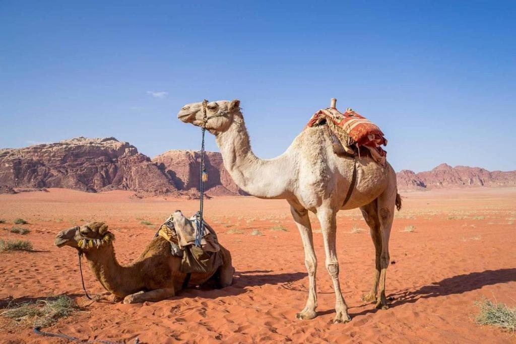 Bedouins Life Camp Hotel Akaba Kültér fotó