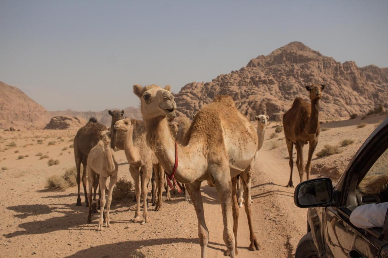 Bedouins Life Camp Hotel Akaba Kültér fotó